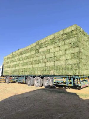 c82b48fc-6513-4418-8999-777d3dcd142b