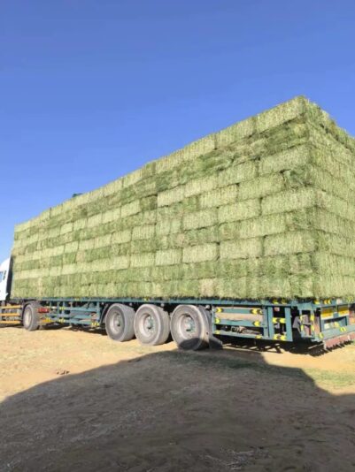 c82b48fc-6513-4418-8999-777d3dcd142b