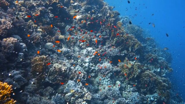 istockphoto-1384568061-640_adpp_is