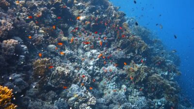 istockphoto-1384568061-640_adpp_is