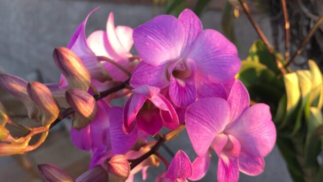 3877620-hd_1920_1080_30fps