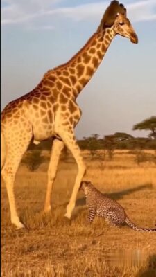 AQOTWTVH-CcTfKc-y9iLIaXL7H1qx2Te-4Jhe6v1mrUaLLBRqkYrVWOOgCVRMGT-6iA85QBZ0HiX27d-W3xIGfUv7mGH2JiWMgCEvSKvXIZv2w