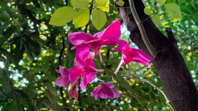 12601866_3840_2160_30fps