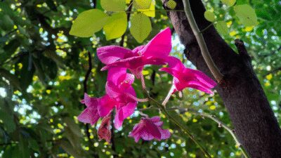 12601866_3840_2160_30fps