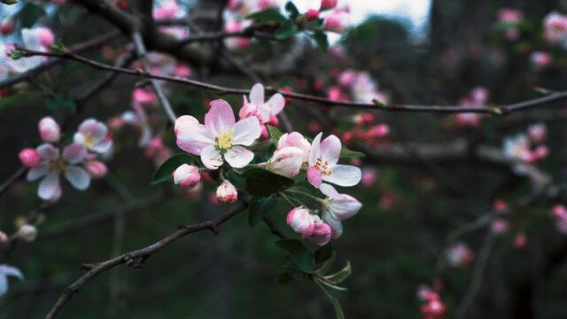 13414792_3840_2160_25fps