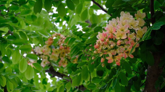 17842134-uhd_3840_2160_30fps