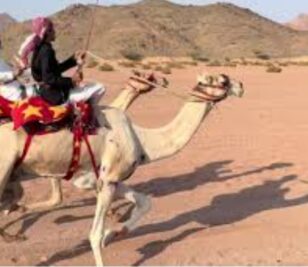 فيديو واتساب بتاريخ 1447-05-24 في 22.24.18_3b3ef6b2