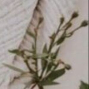 Profile photo of الشاذلي