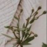 Profile photo of الشاذلي