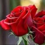 Profile photo of ابن البادية