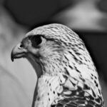 Profile photo of Fahad