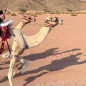 Profile photo of راعي الهجن