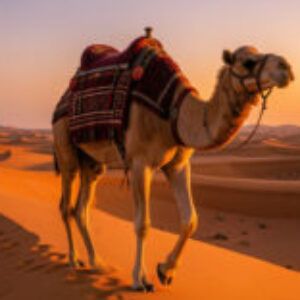 Profile photo of Hamza mokhles