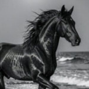 Profile photo of الفارس