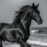 Profile photo of الفارس