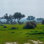 Profile photo of Sari